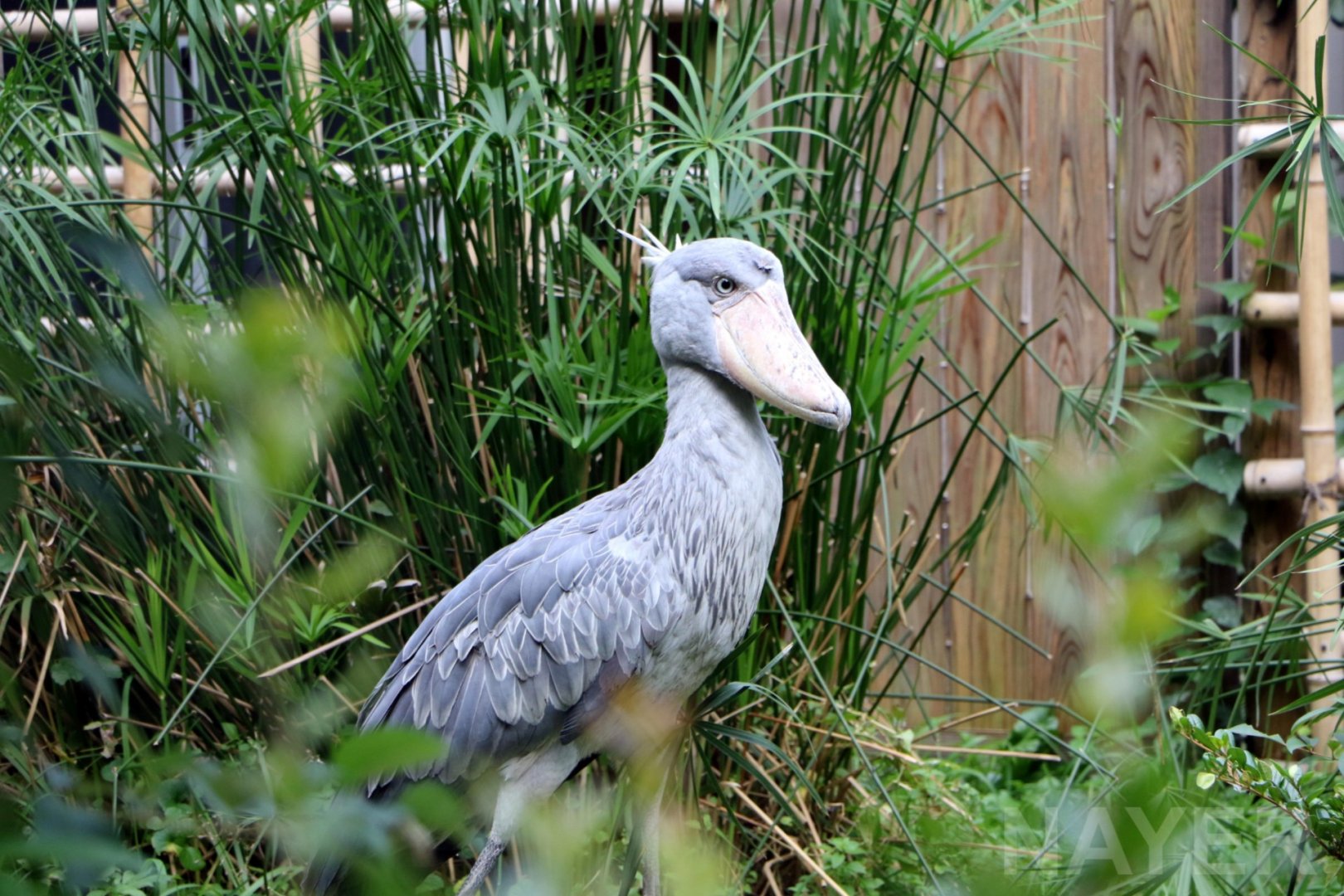 Shoebill, 2017