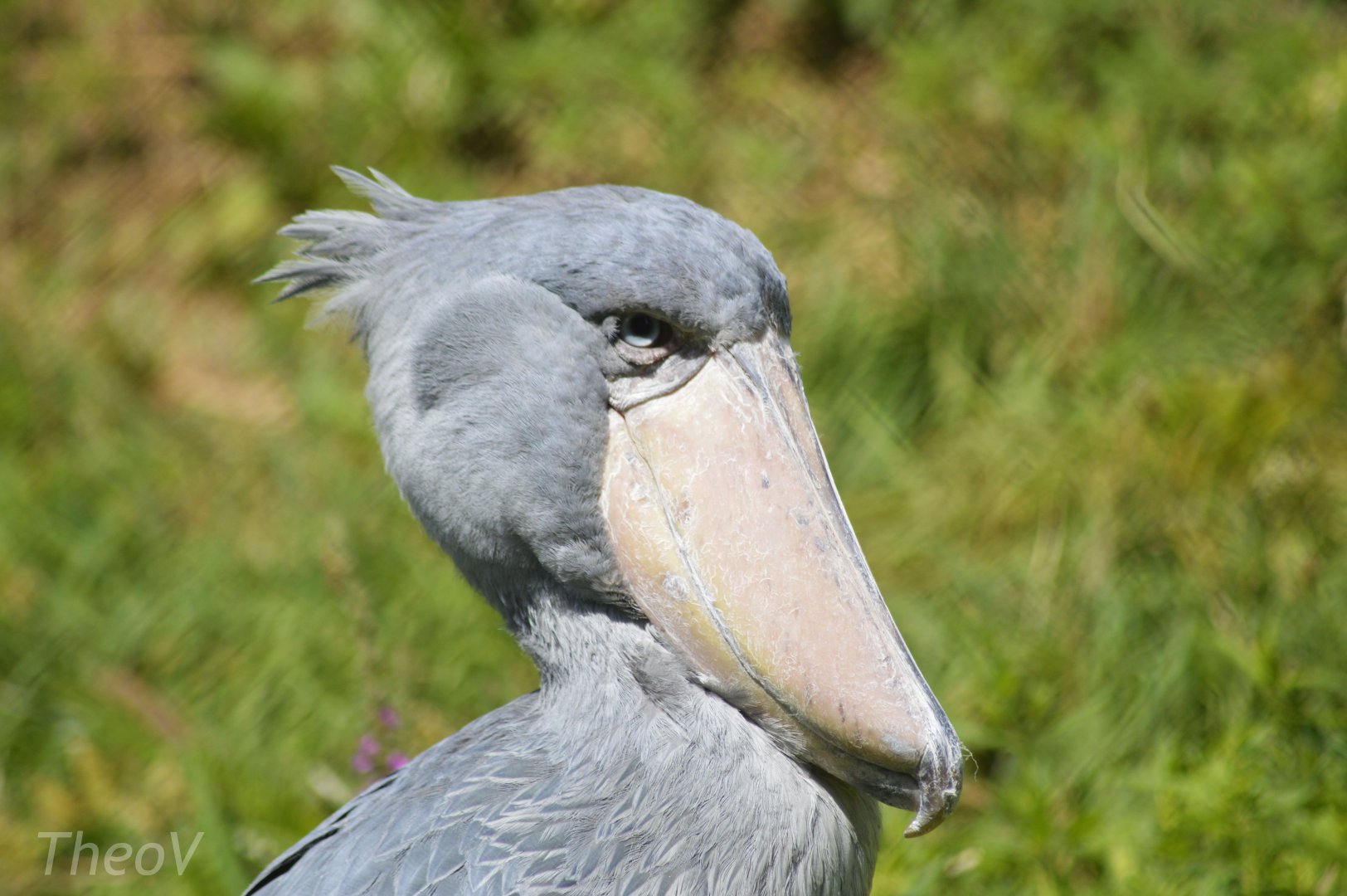 Shoebill [2018]