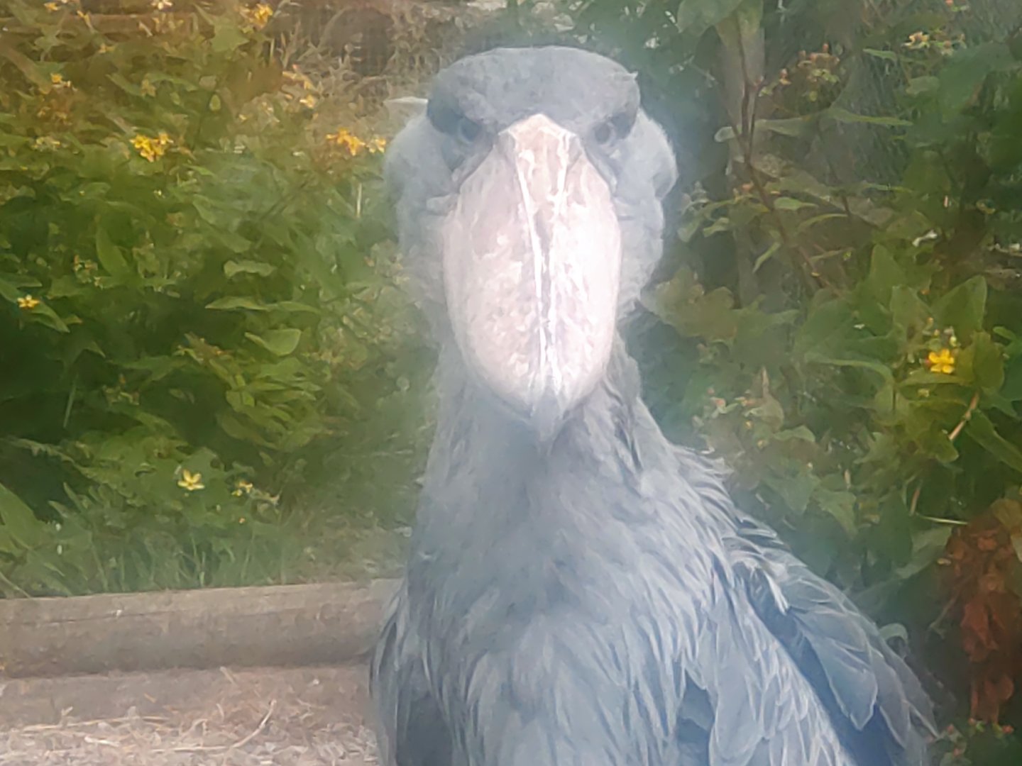 Shoebill 25/6/23