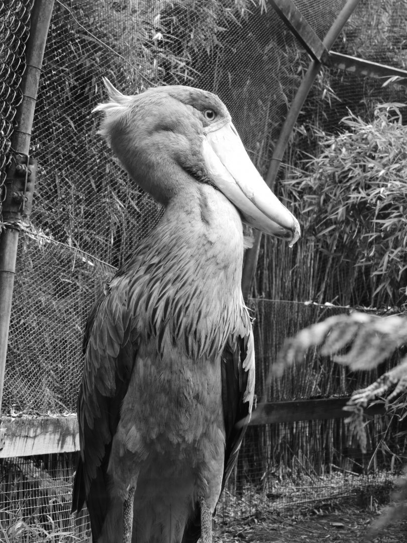 Shoebill a frogs eye view