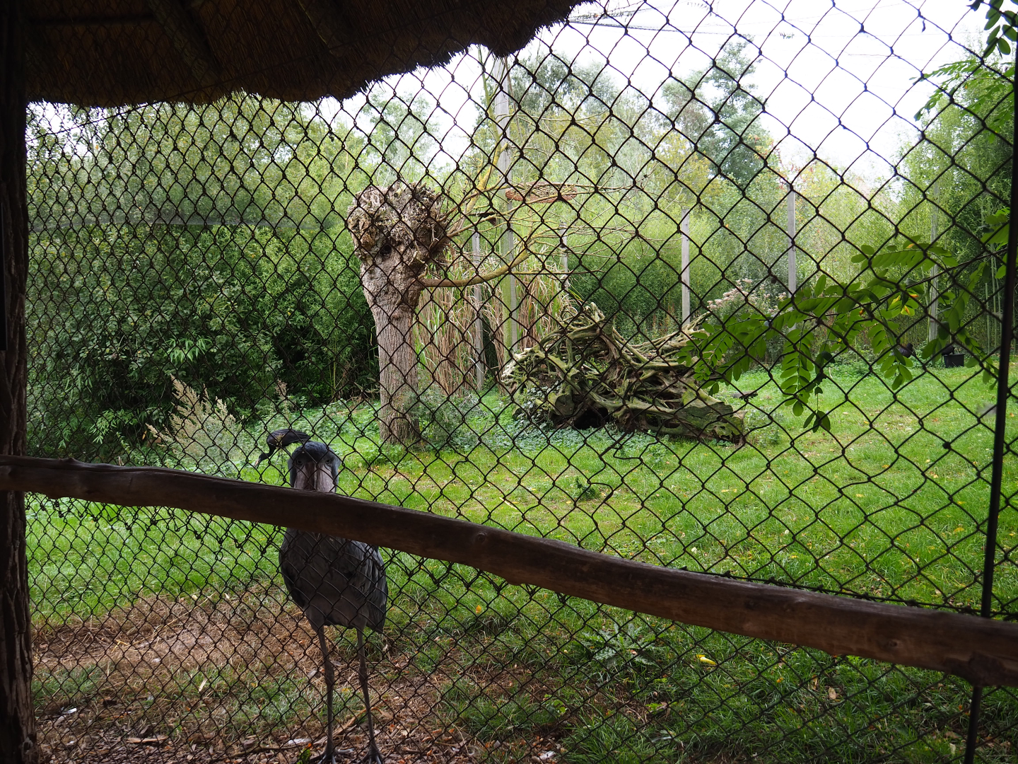 Shoebill - African openbill aviary, 2019-10-04