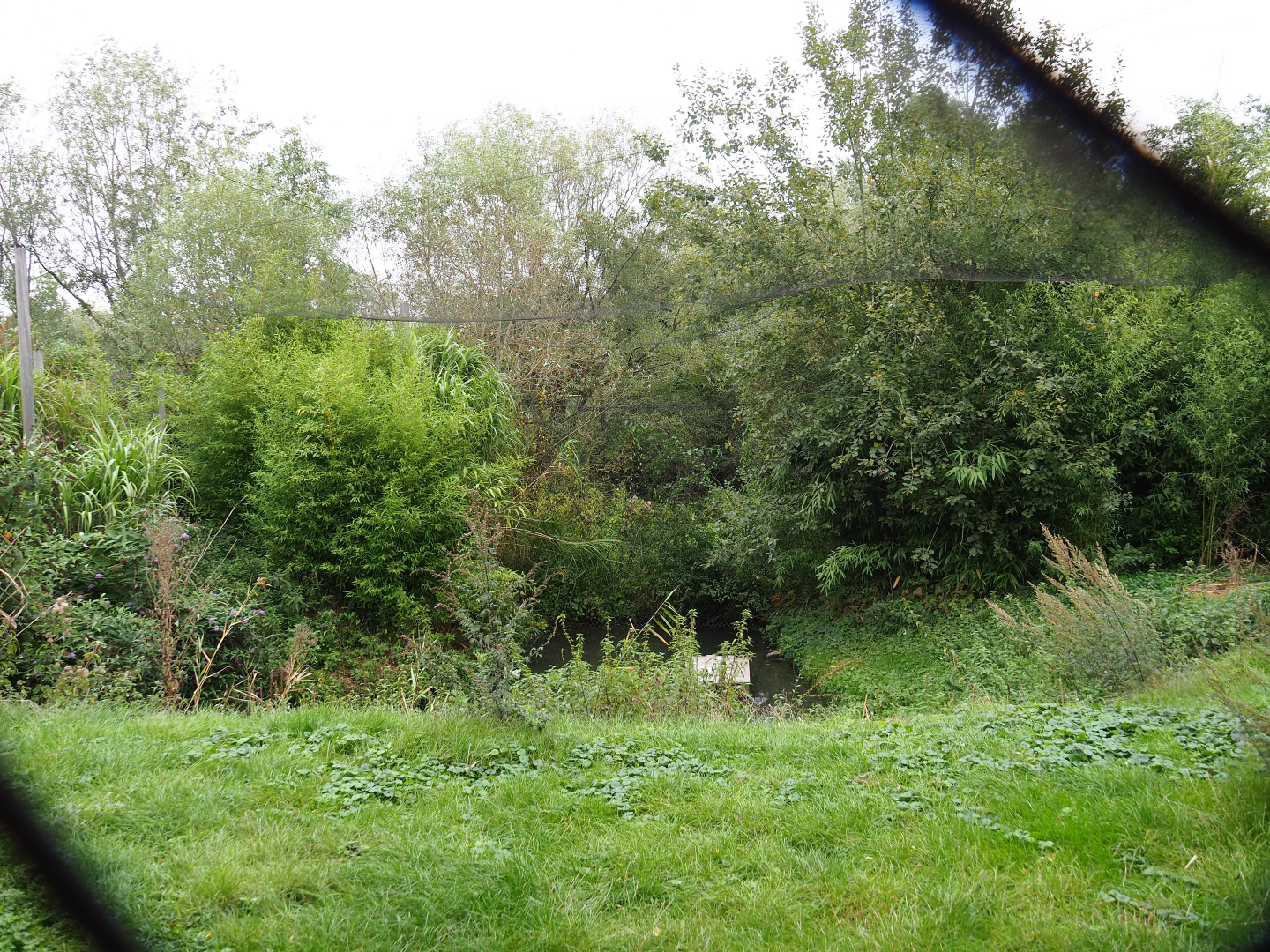 Shoebill - African openbill aviary, 2019-10-04