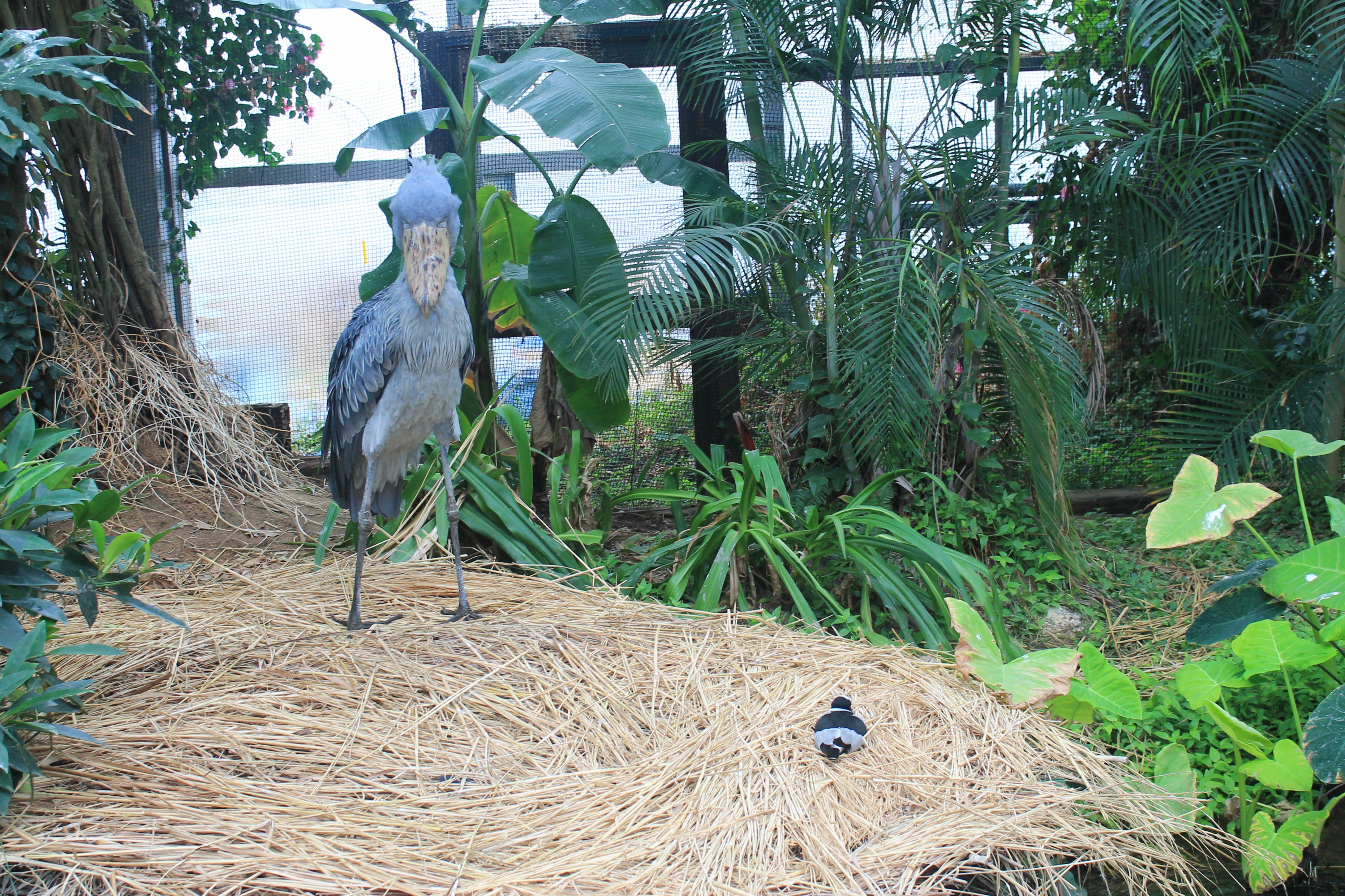 Shoebill and Blacksmith Plover