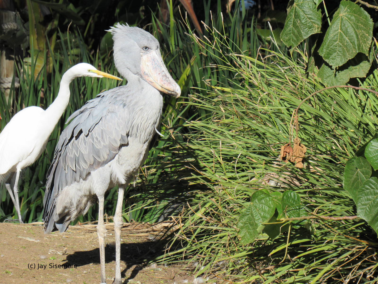 Shoebill and Great Egret