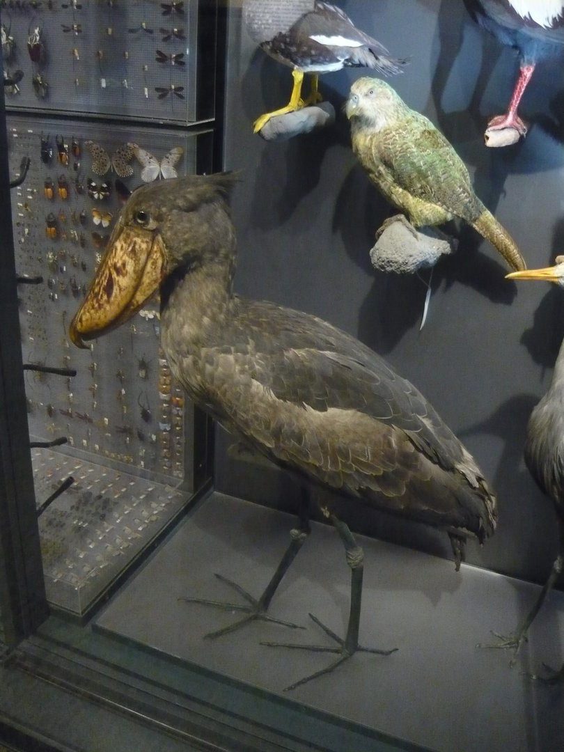 Shoebill and kakapo