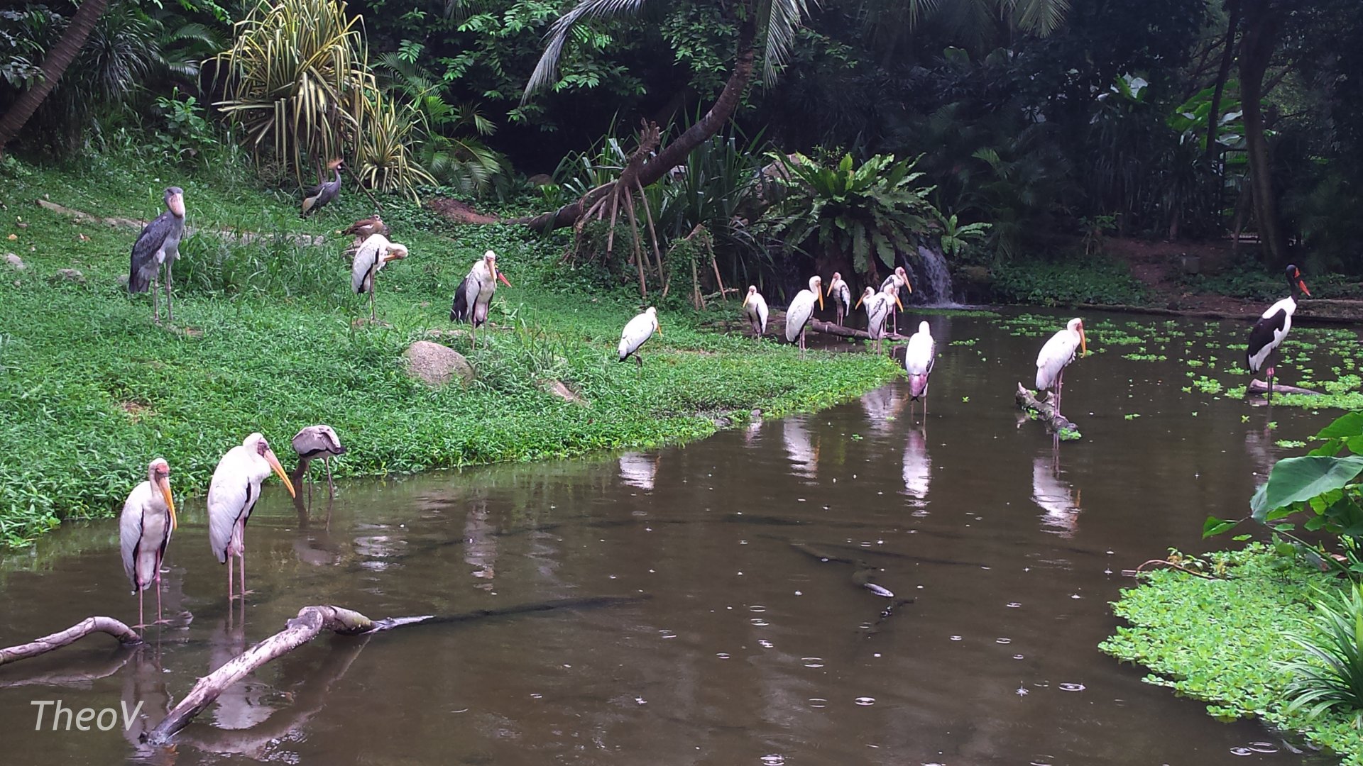 Shoebill and storks [2014]