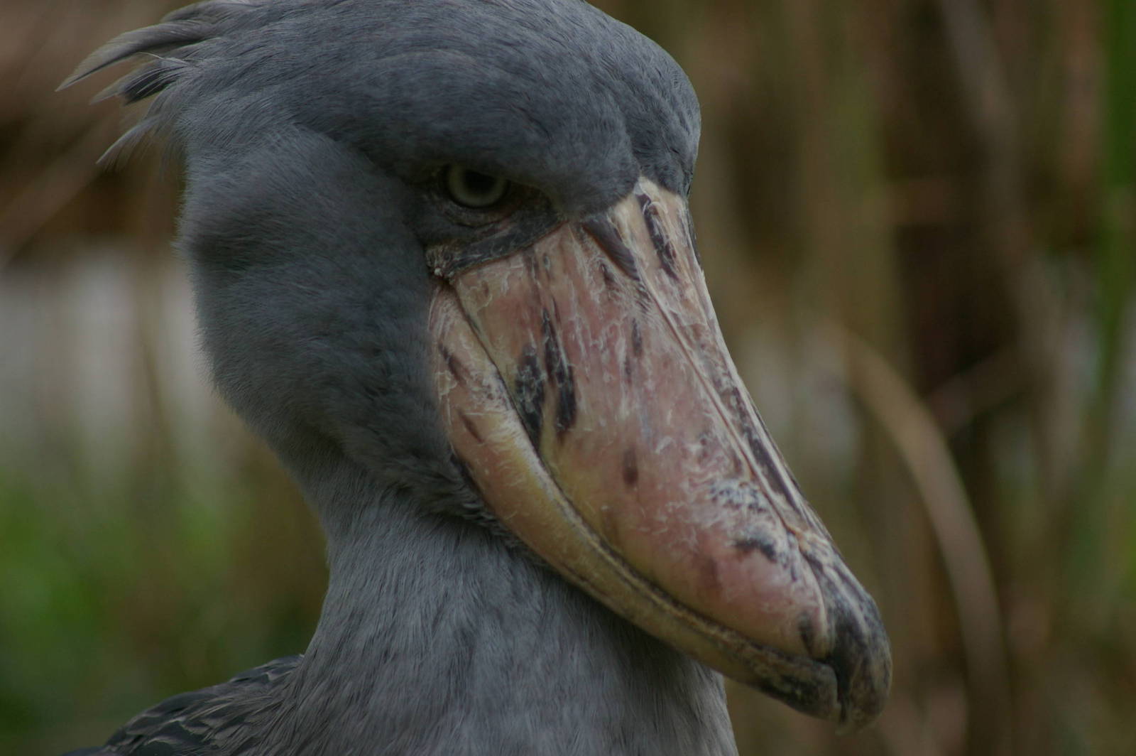 shoebill at Jurong