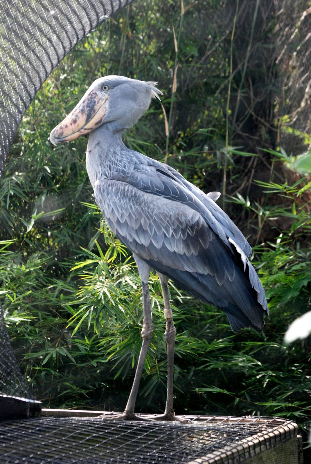 Shoebill at Lowry Park, 13/10/13