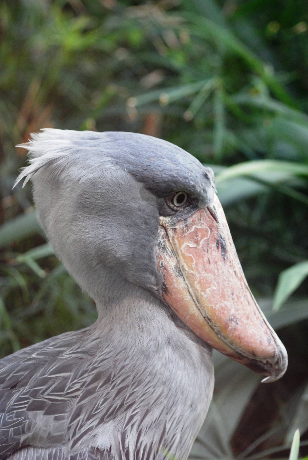 Shoebill at Prague, 25/08/12