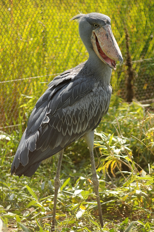 Shoebill at Praha Zoo