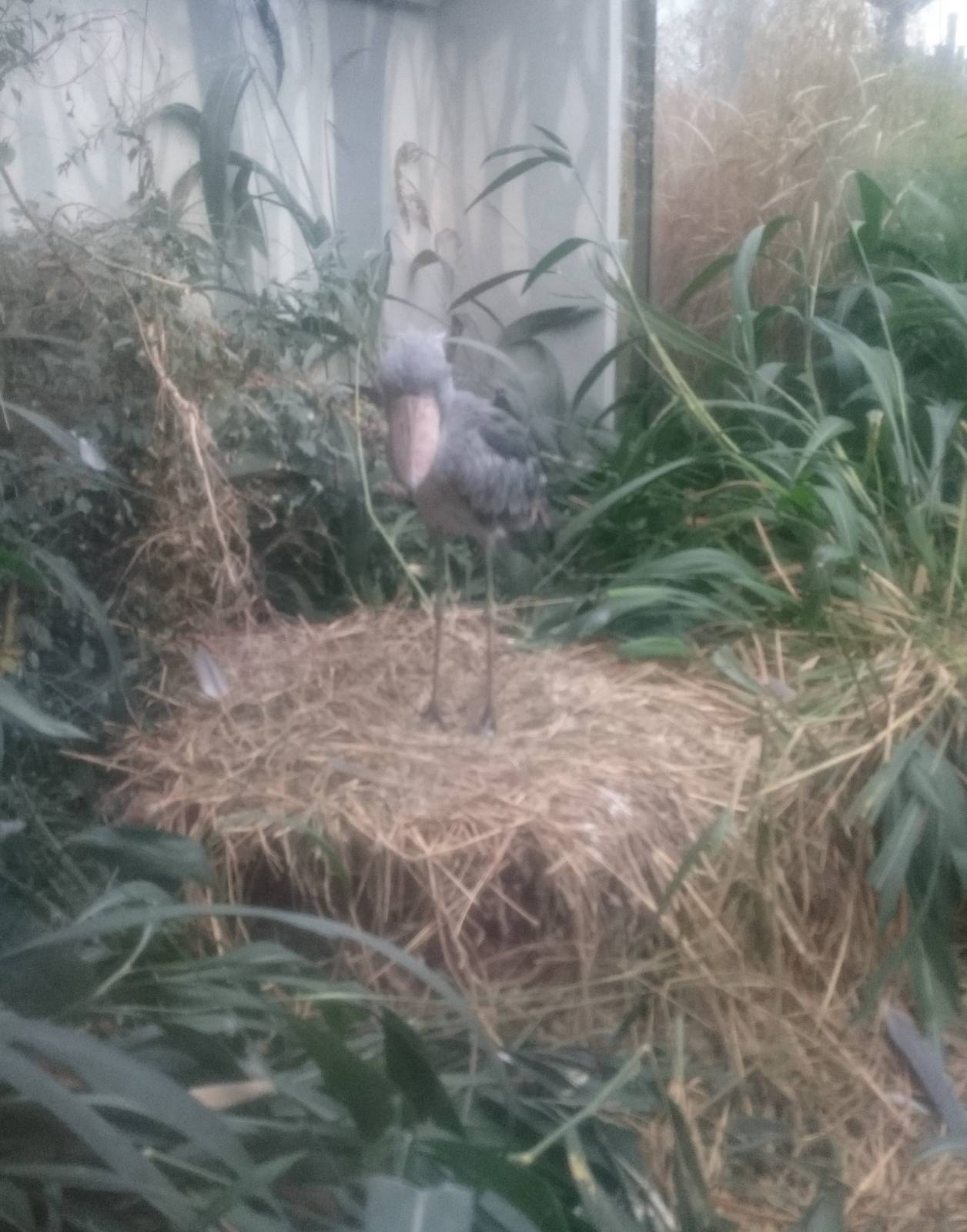 Shoebill at the nest