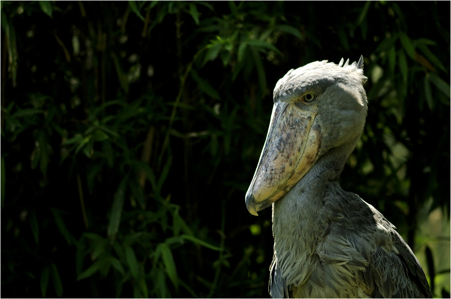 Shoebill at Zürich Zoo
