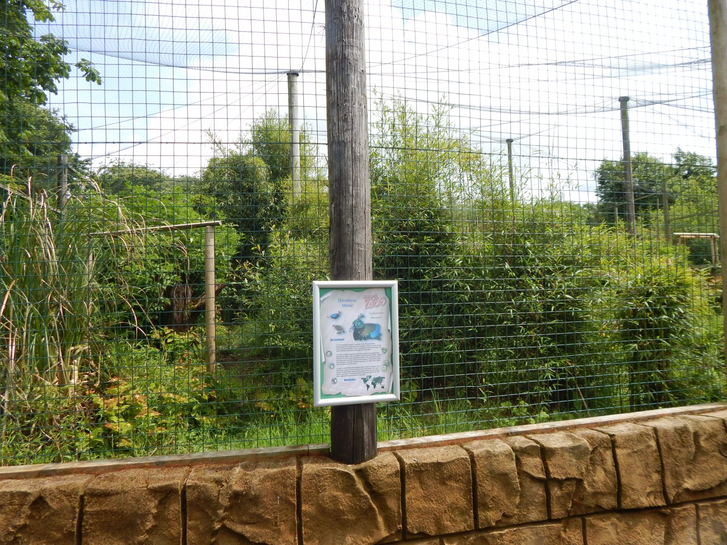 Shoebill aviary 050625