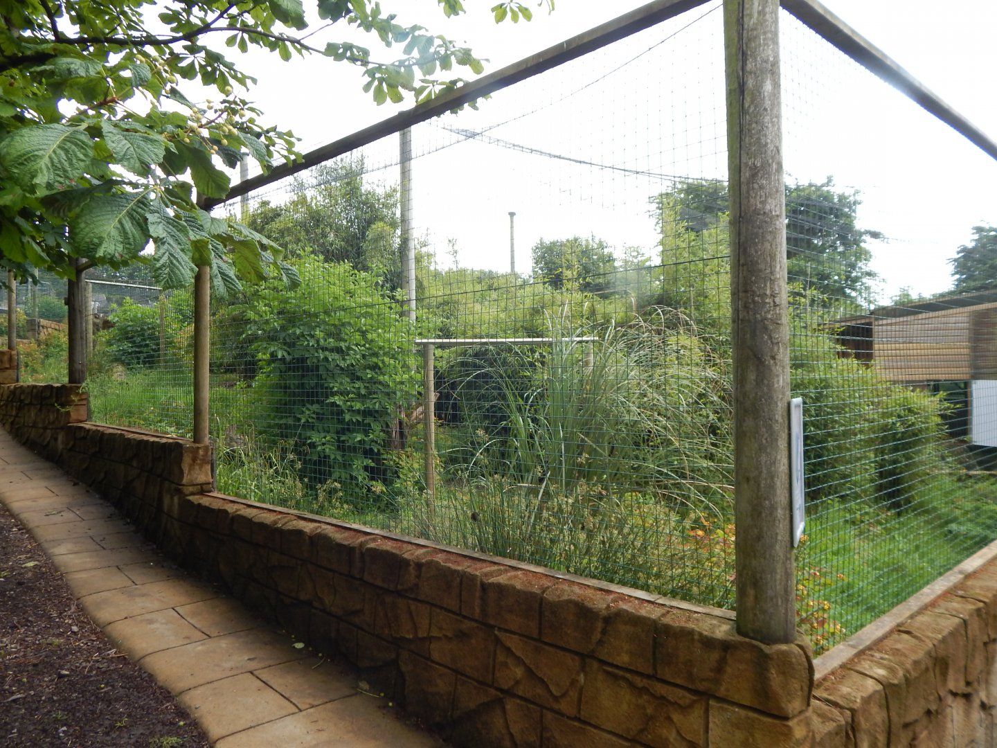 Shoebill aviary 050625