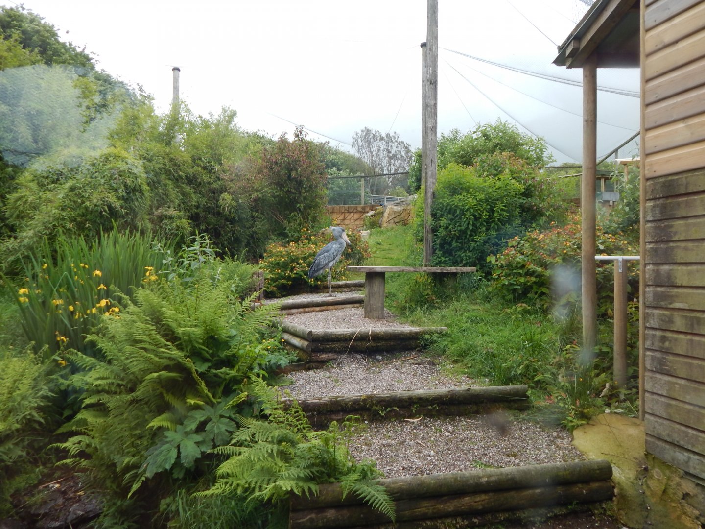 Shoebill aviary 050625