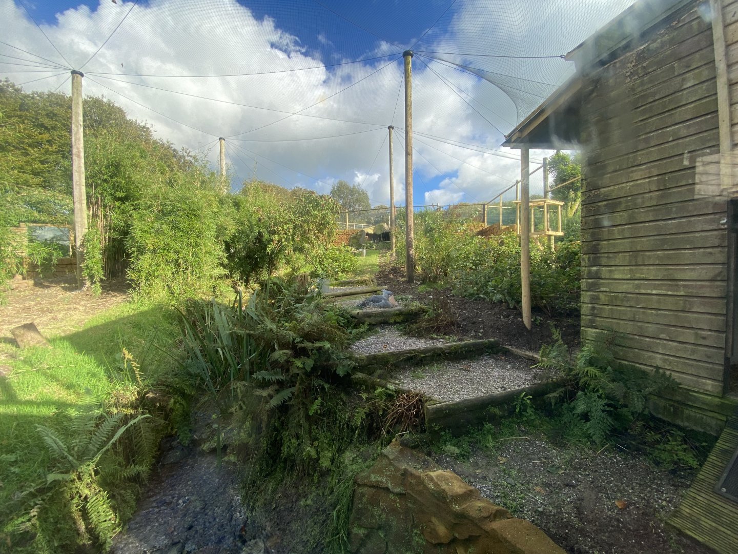 Shoebill aviary 141023