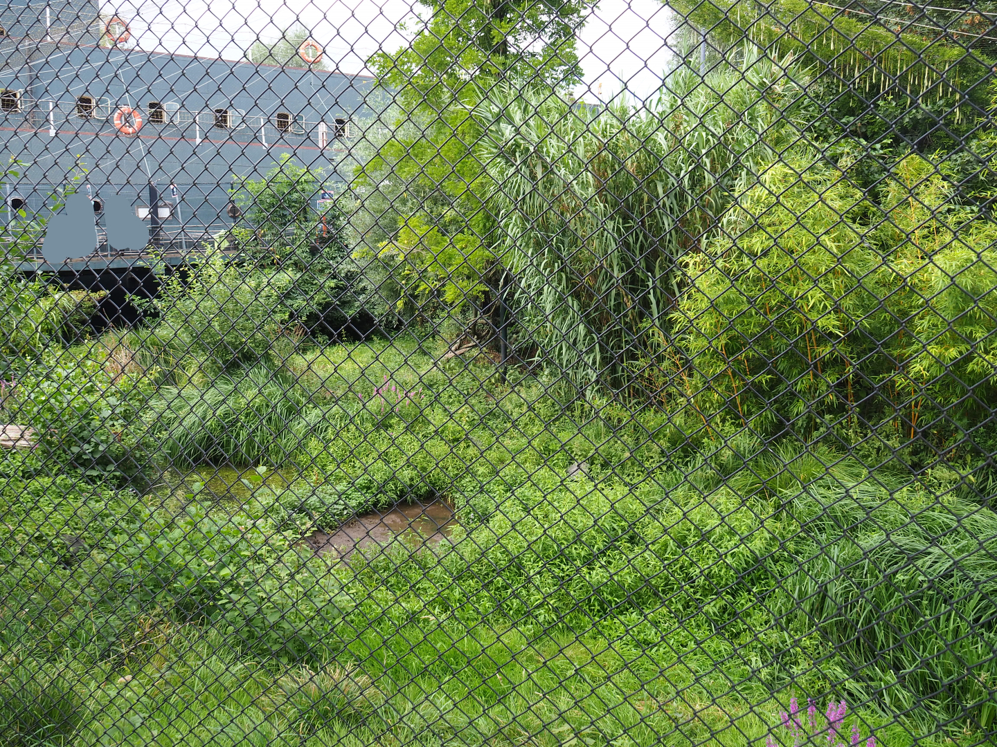 Shoebill aviary, 2020-09-02