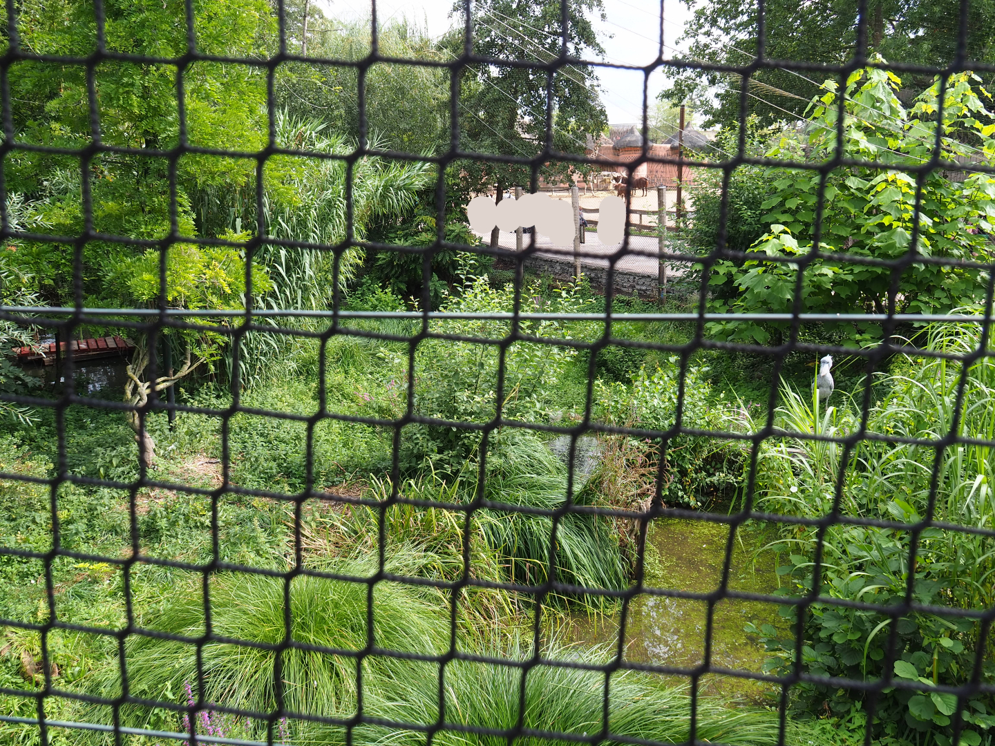 Shoebill aviary, 2020-09-02