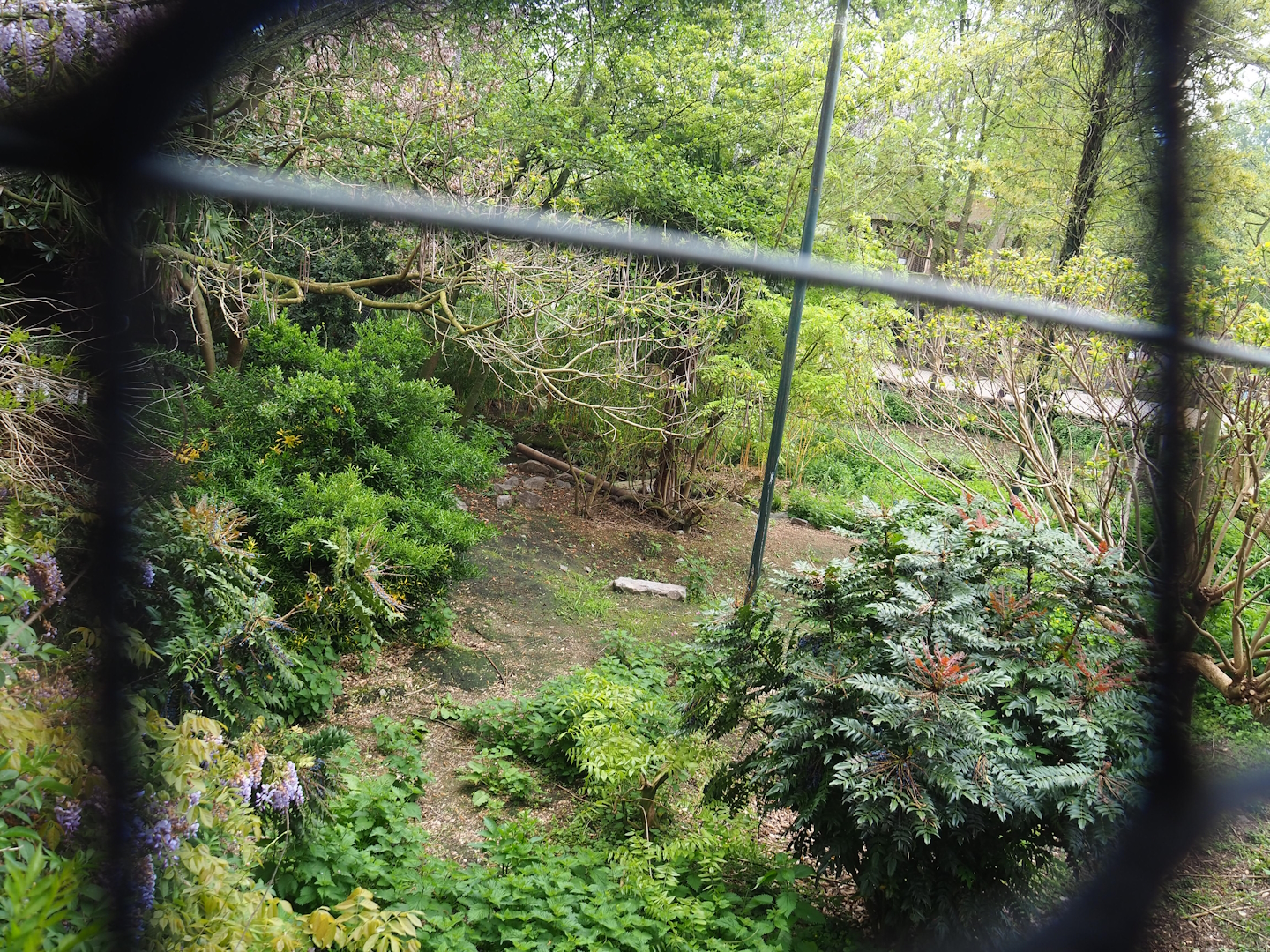 Shoebill aviary, 2023-05-15