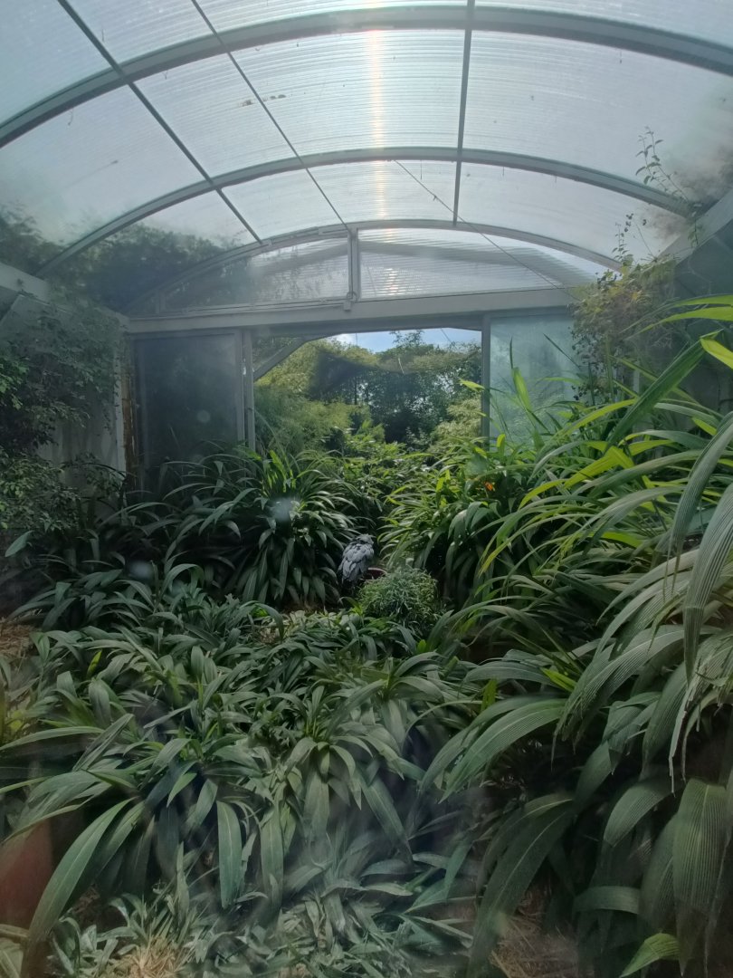 Shoebill aviary - Bird Wetlands