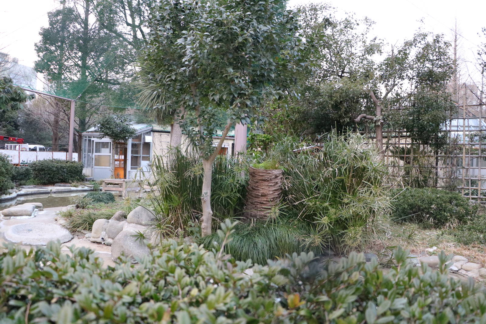 Shoebill aviary, February 2016