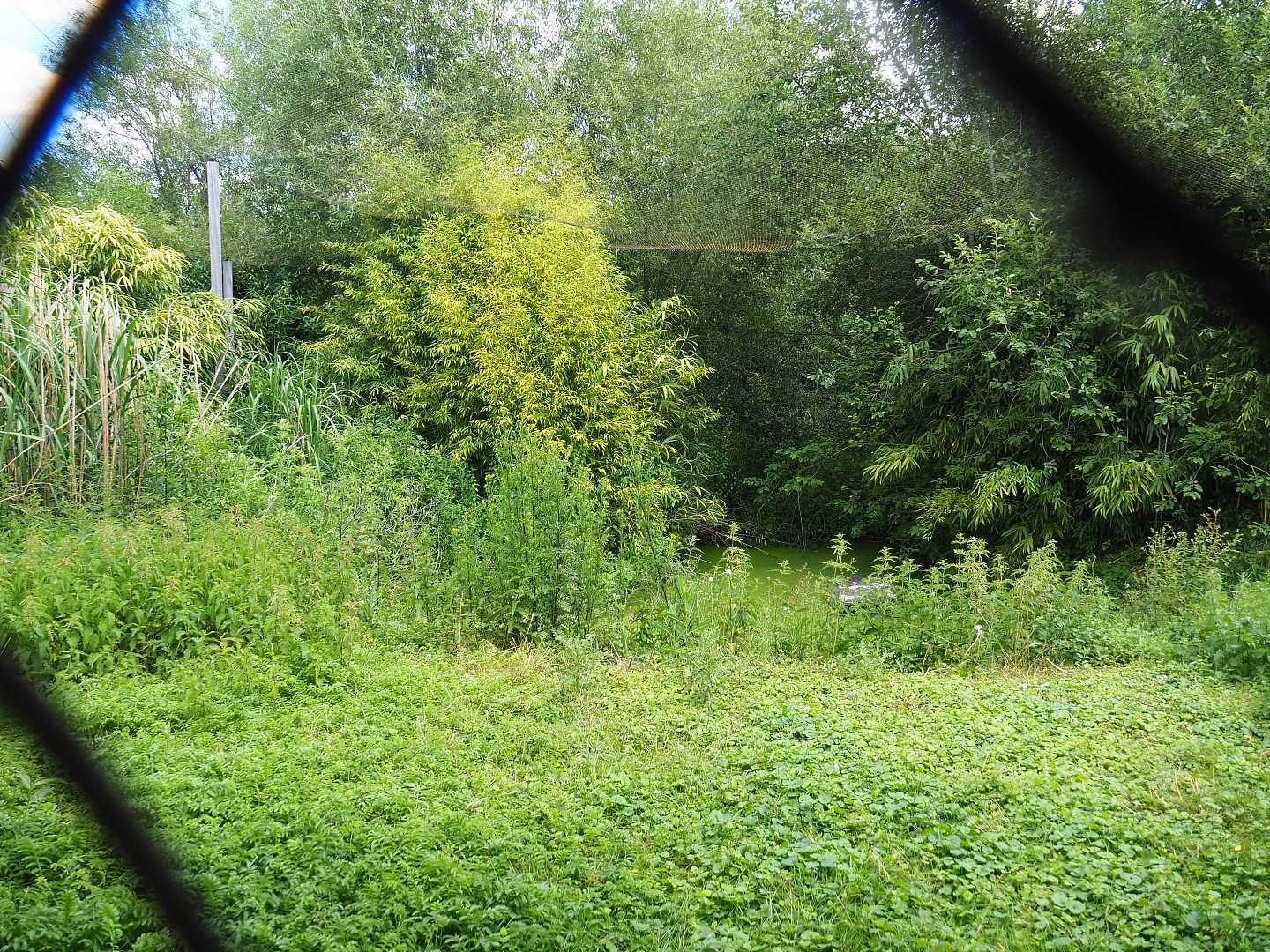 Shoebill aviary near the African village, 2022-06-28