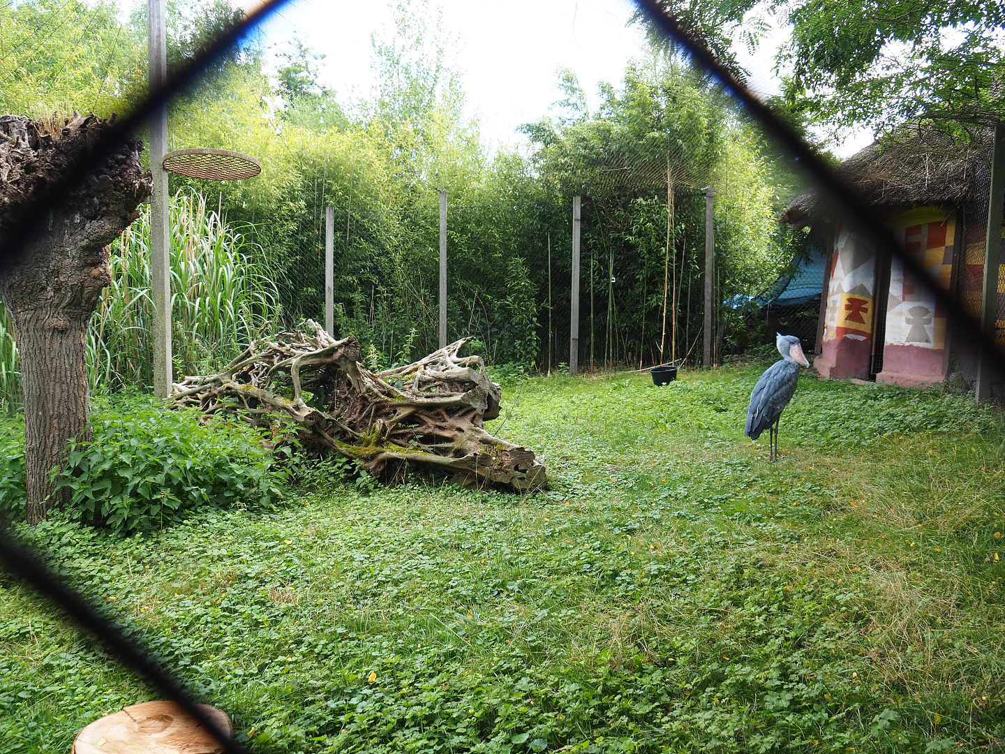 Shoebill aviary near the African village, 2022-06-28
