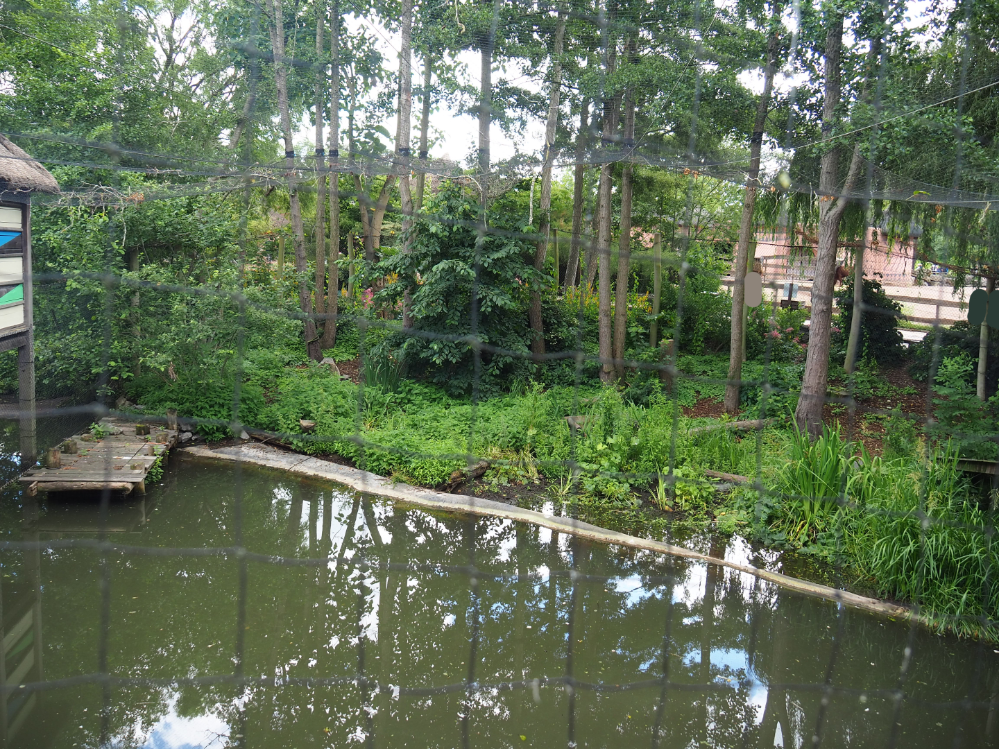 Shoebill aviary next to the African stilt village, 2022-06-28