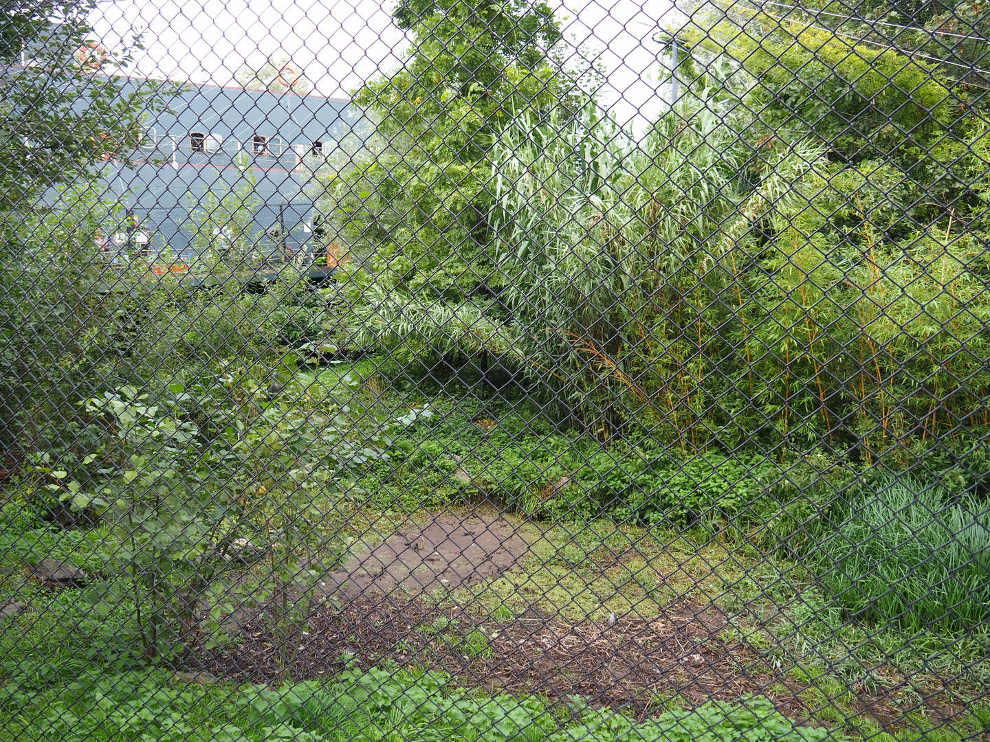 Shoebill aviary next to the Mersus Emergo reptile house ship, 2019-10-04