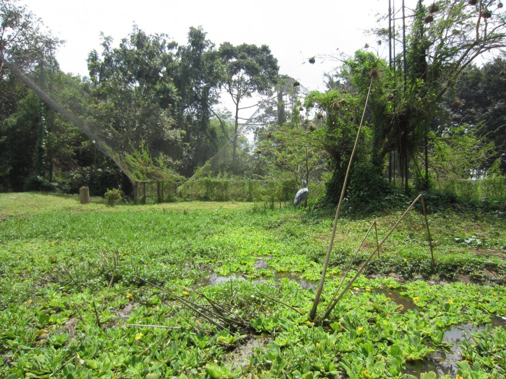Shoebill aviary