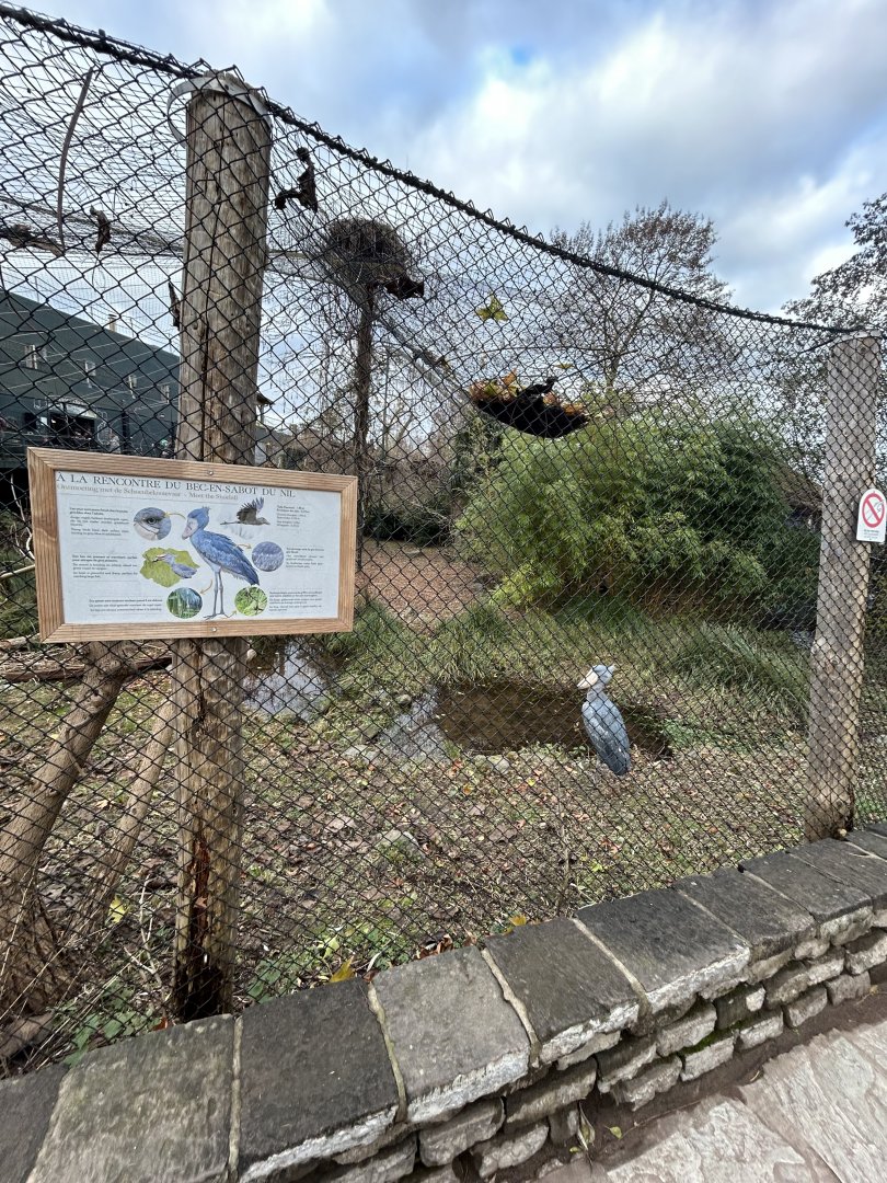 Shoebill aviary