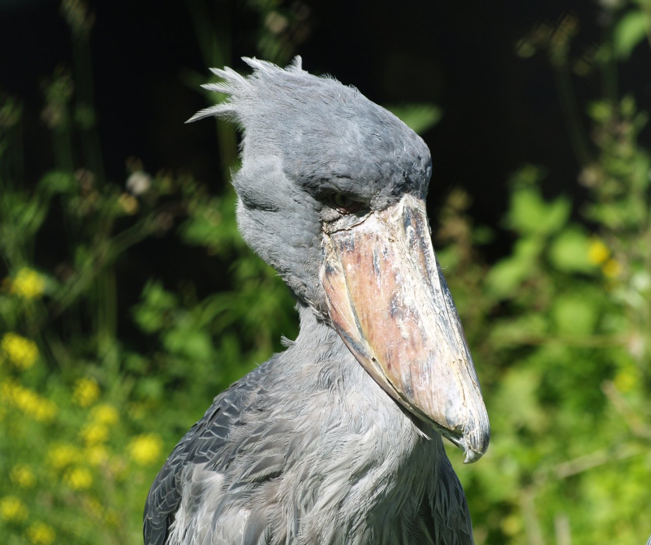 Shoebill (Balaeniceps rex), 2012