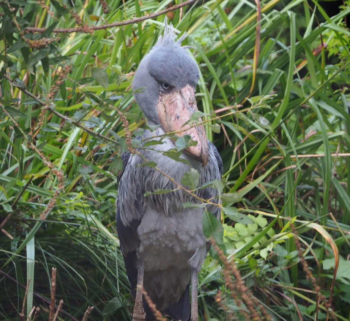 Shoebill (Balaeniceps rex), 2019-10-04