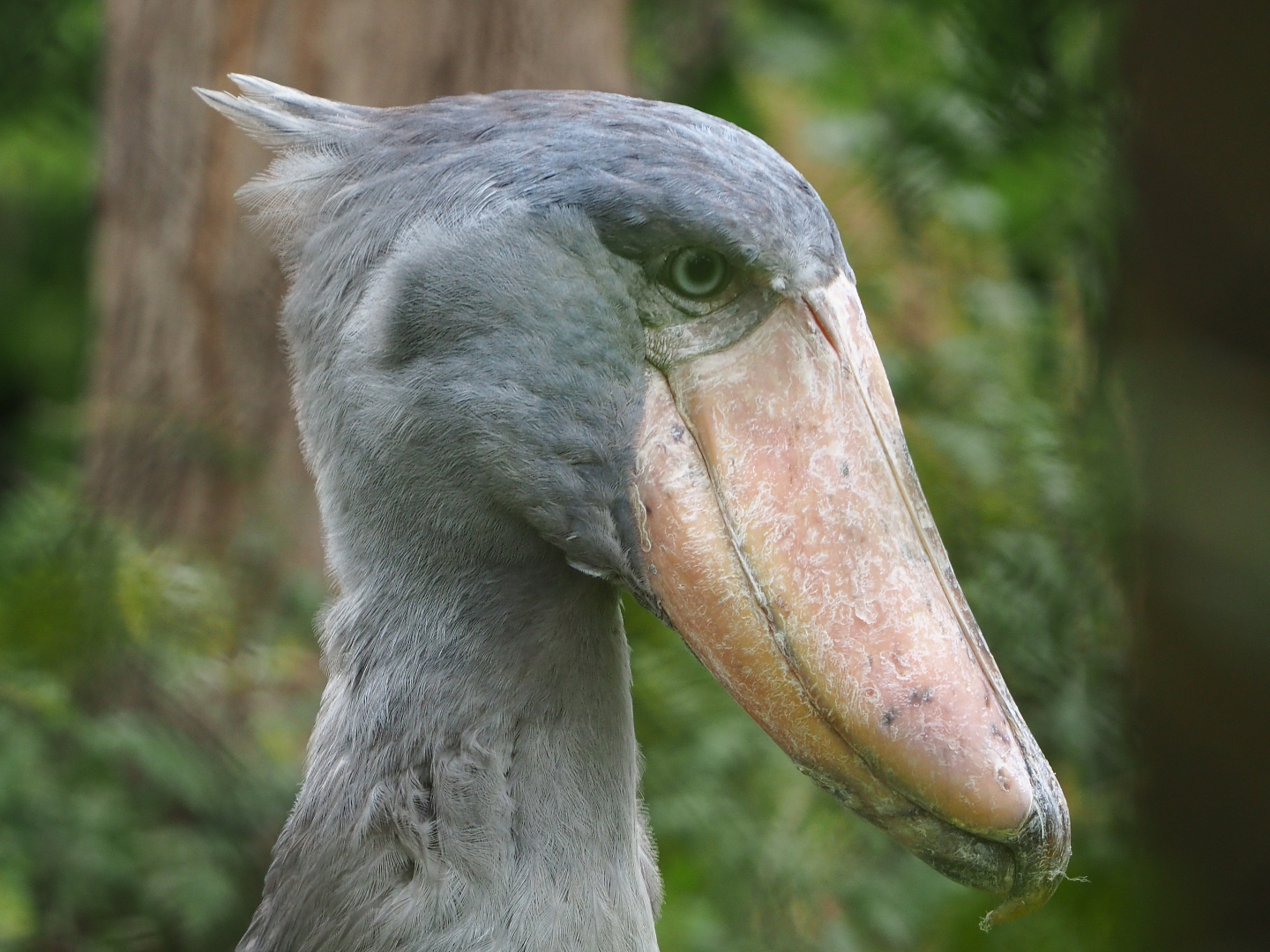 Shoebill (Balaeniceps rex), 2019-10-04