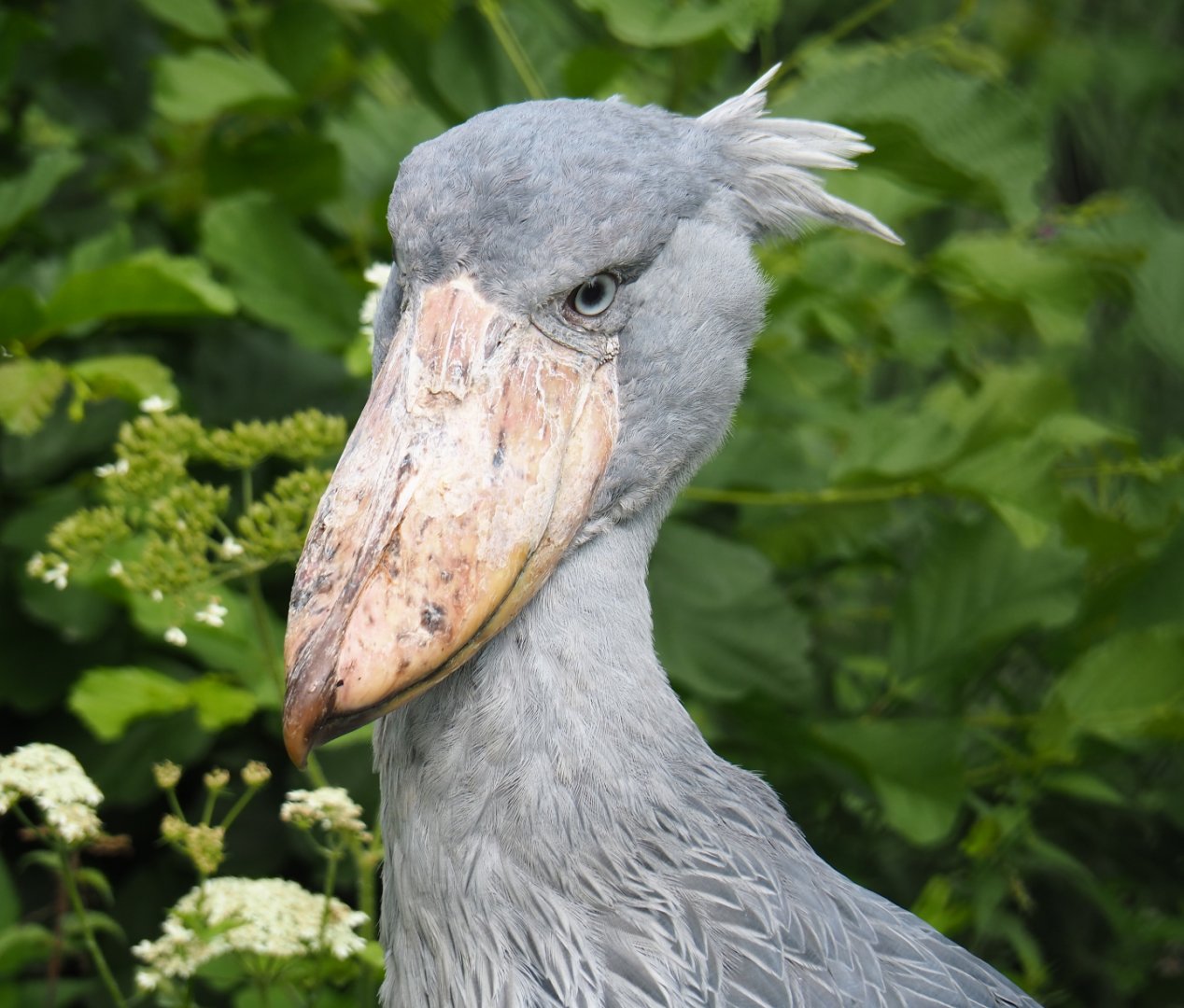 Shoebill (Balaeniceps rex), 2020-09-02