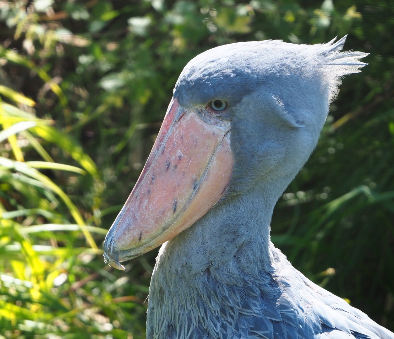 Shoebill (Balaeniceps rex), 2021-09-03