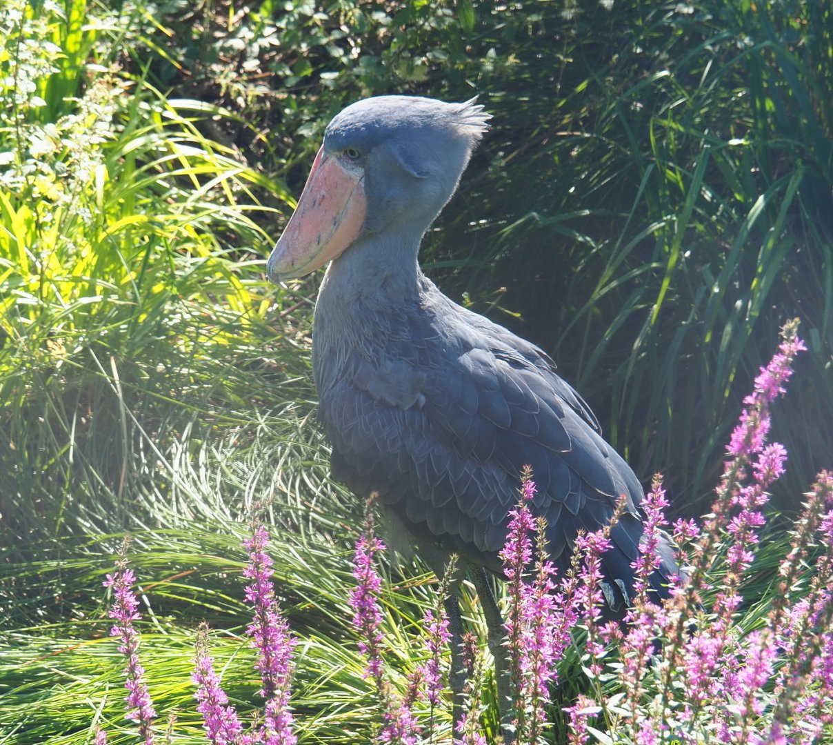 Shoebill (Balaeniceps rex), 2021-09-03