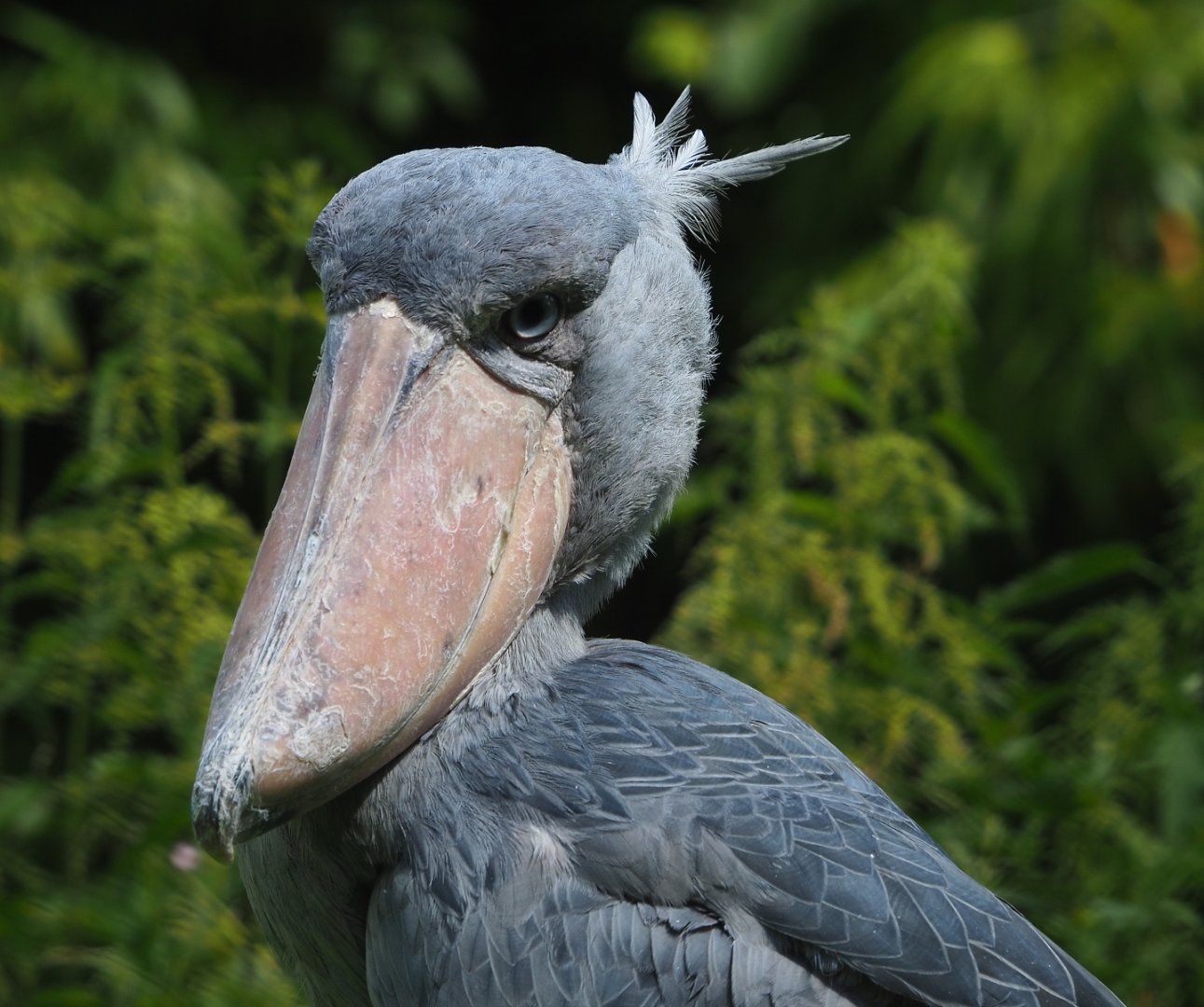 Shoebill (Balaeniceps rex), 2022-06-28