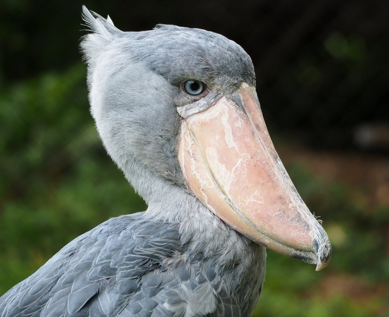 Shoebill (Balaeniceps rex), 2022-06-28
