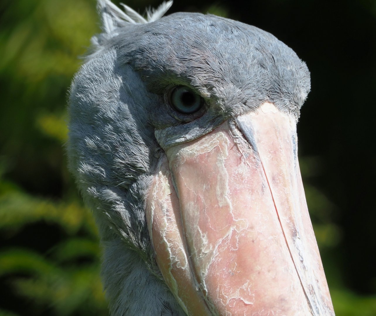 Shoebill (Balaeniceps rex), 2022-06-28