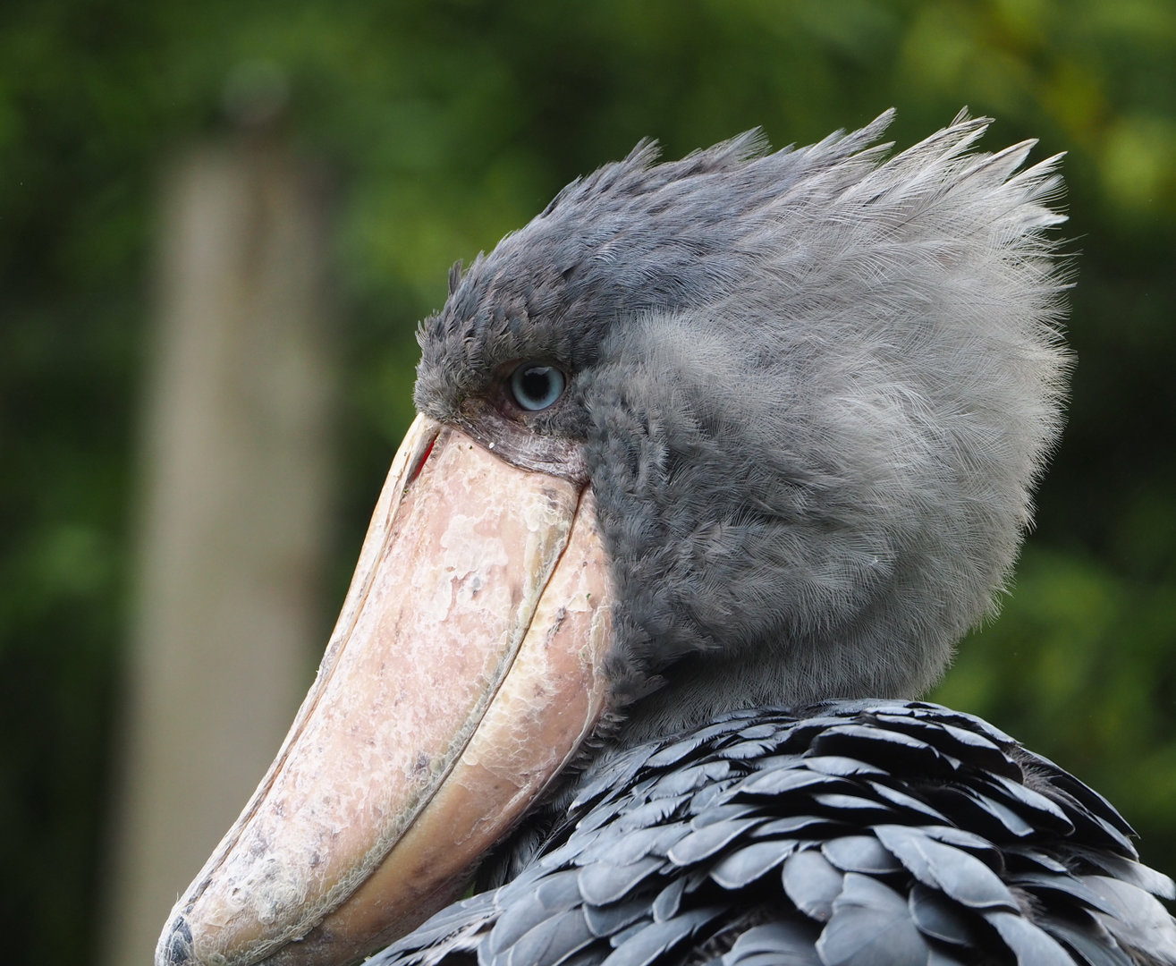 Shoebill (Balaeniceps rex), 2022-09-15