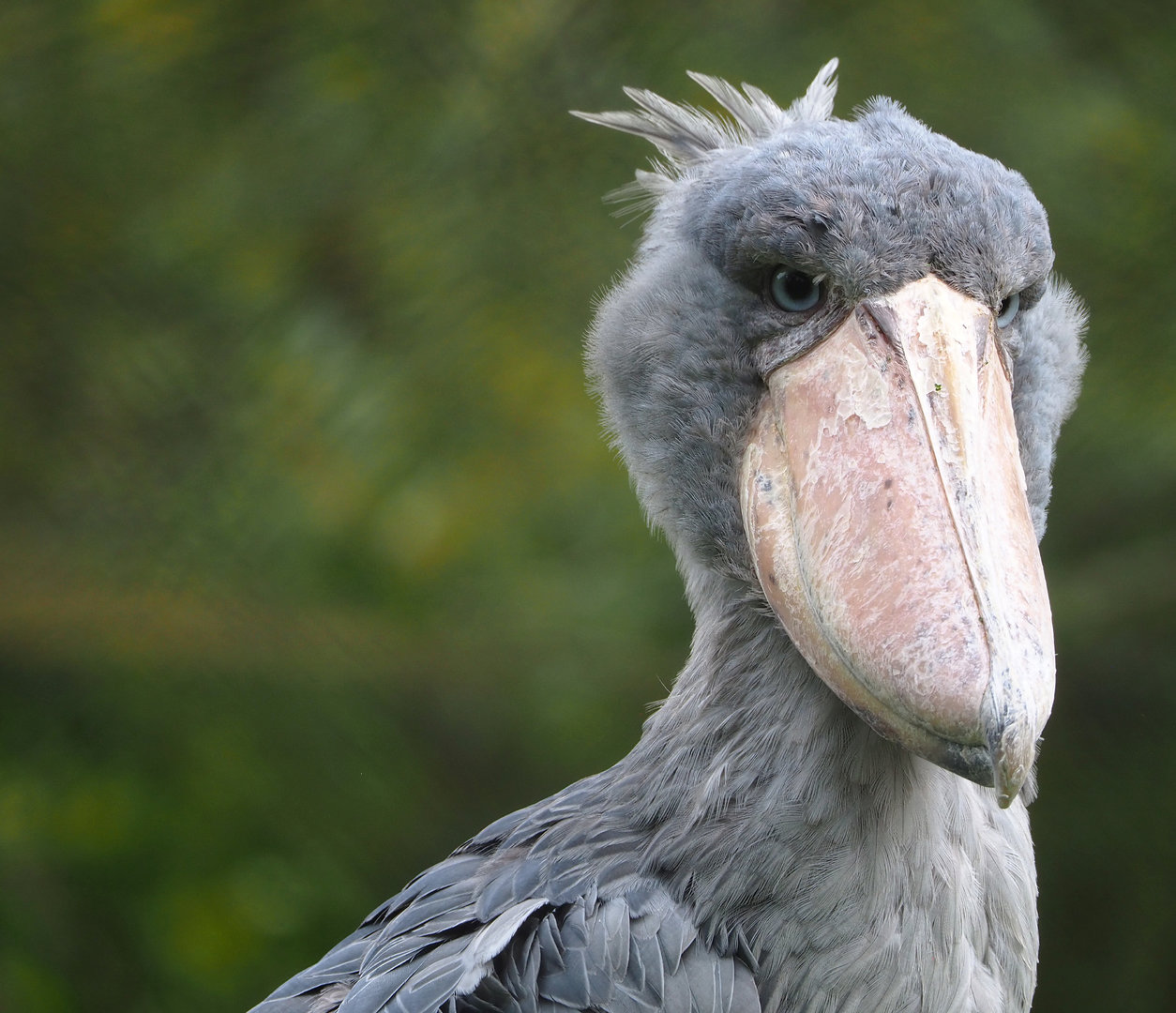 Shoebill (Balaeniceps rex), 2022-09-15