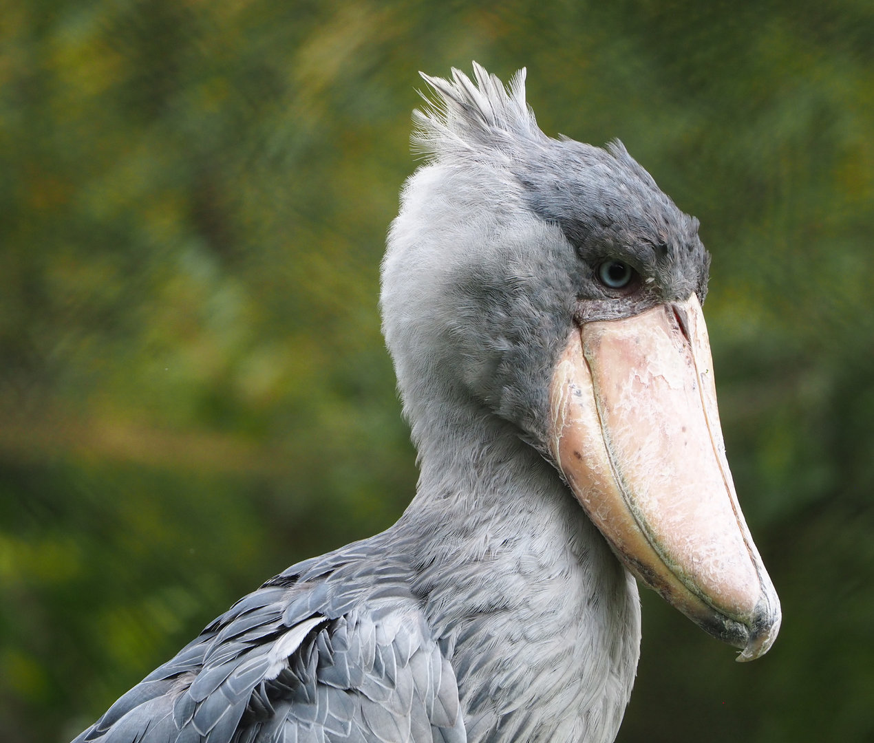 Shoebill (Balaeniceps rex), 2022-09-15