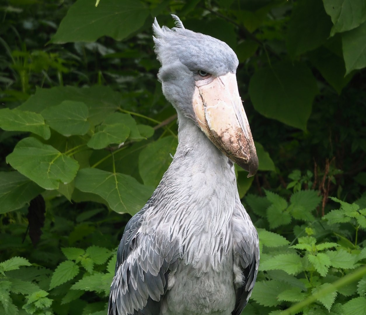 Shoebill (Balaeniceps rex), 2023-10-13