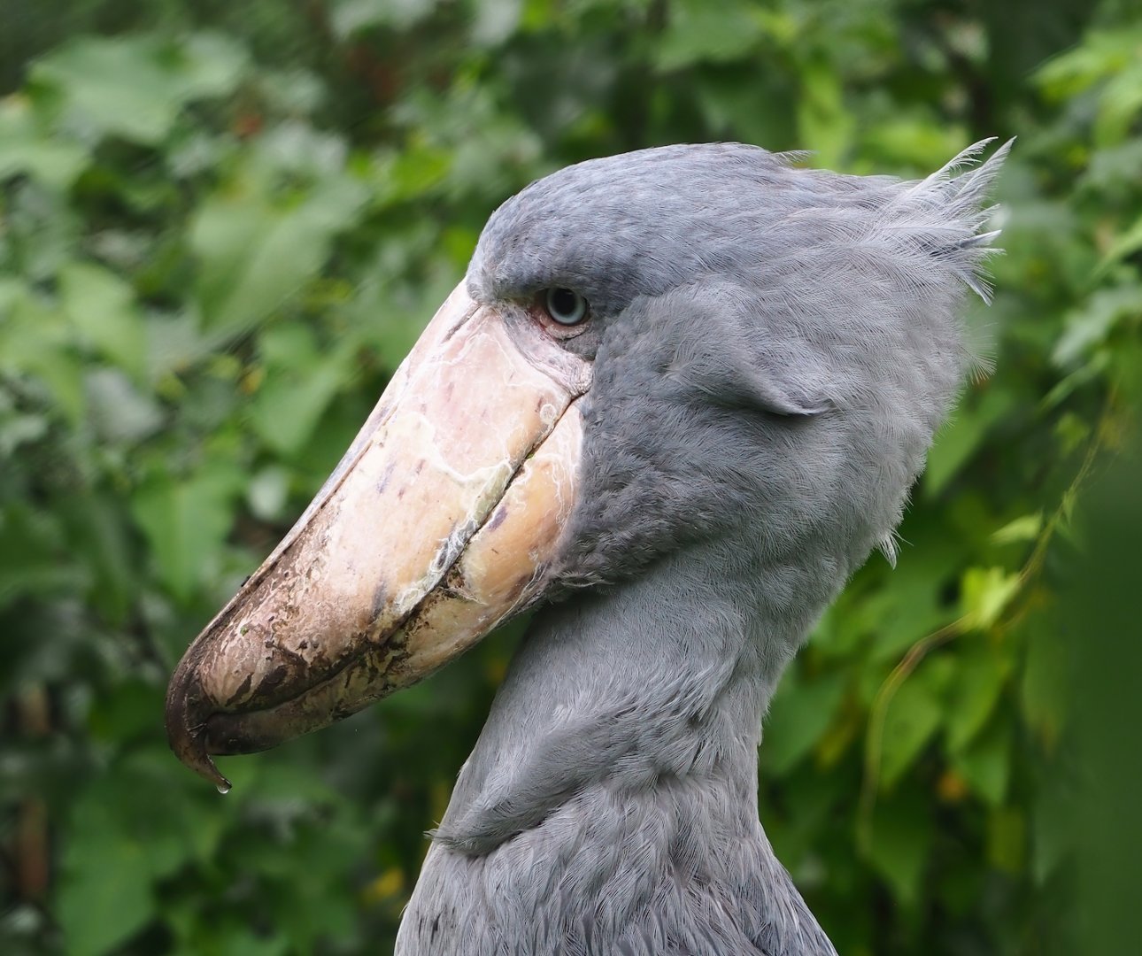 Shoebill (Balaeniceps rex), 2023-10-13