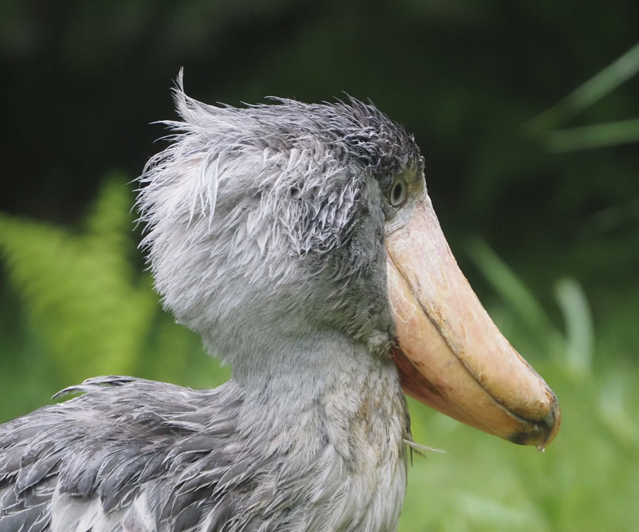 Shoebill (Balaeniceps rex), 2024-05-22