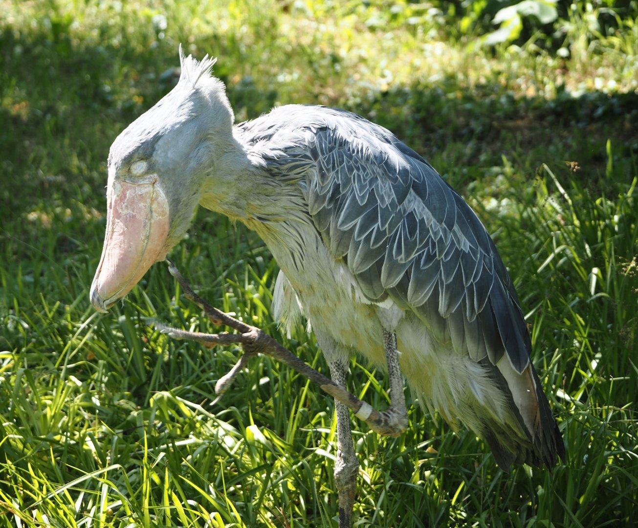 Shoebill (Balaeniceps rex), 2024-05-23