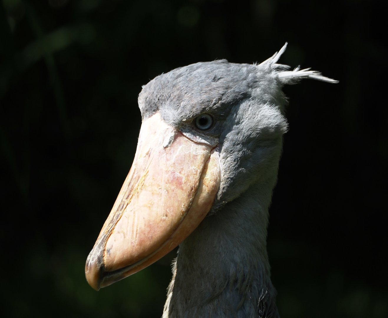 Shoebill (Balaeniceps rex), 2024-05-24