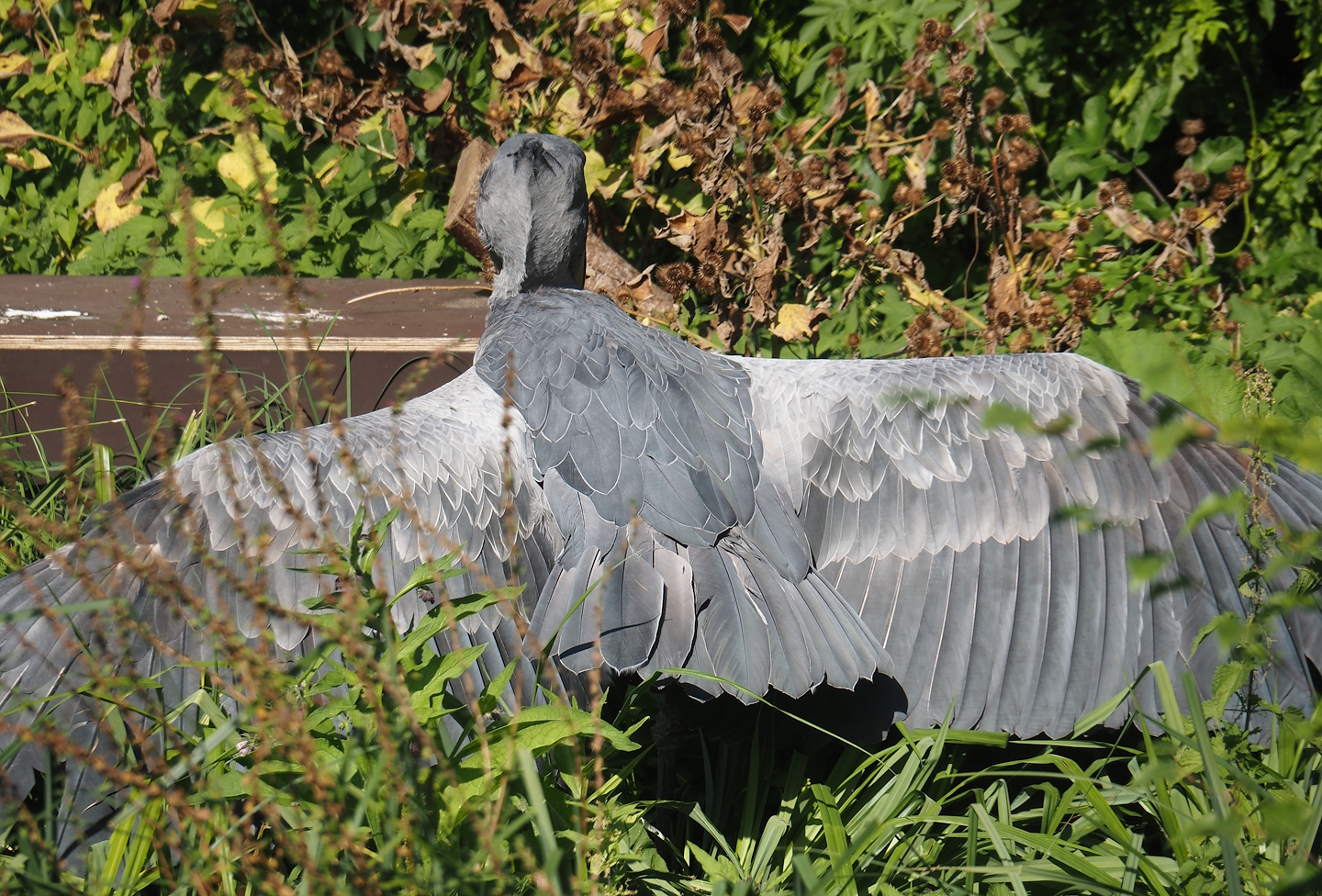 Shoebill (Balaeniceps rex), 2024-09-17