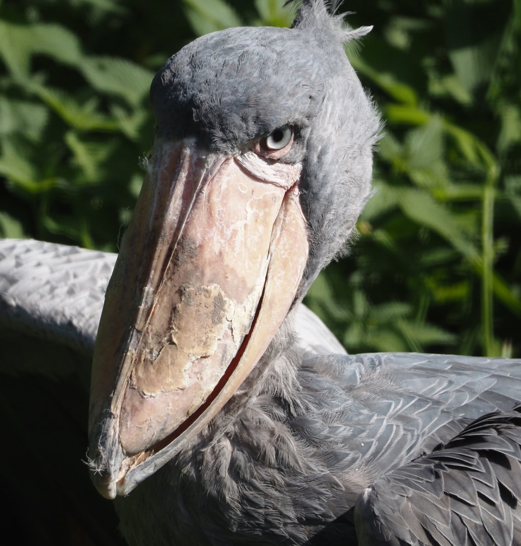 Shoebill (Balaeniceps rex), 2024-09-17